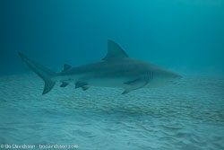BD-101205-Playa-del-Carmen-2614-Carcharhinus-leucas-(Müller---Henle.-1839)-[Bull-shark.-Tjurhaj].jpg